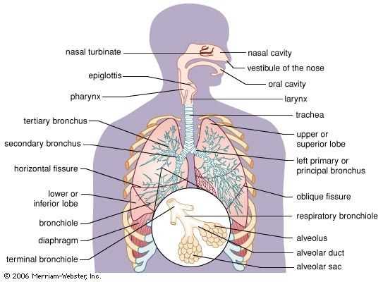 parts of respiratory system diagram