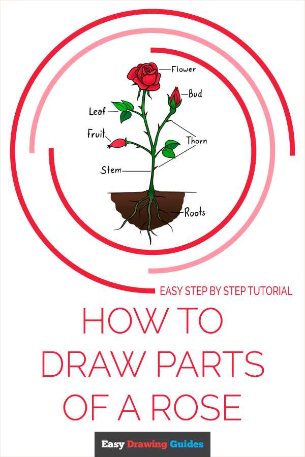 parts of rose flower diagram