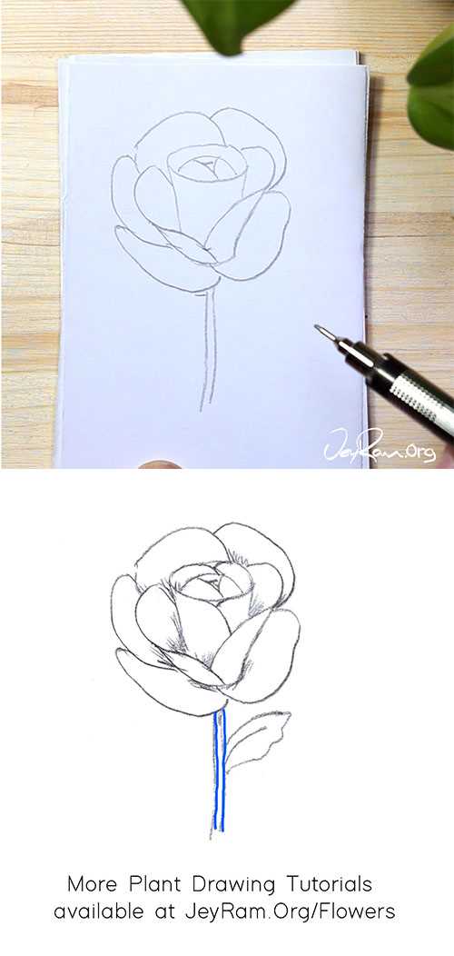 parts of rose flower diagram