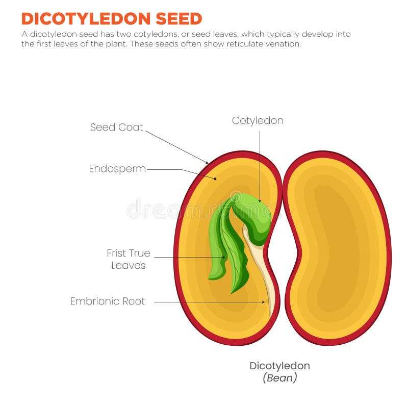 parts of seeds diagram