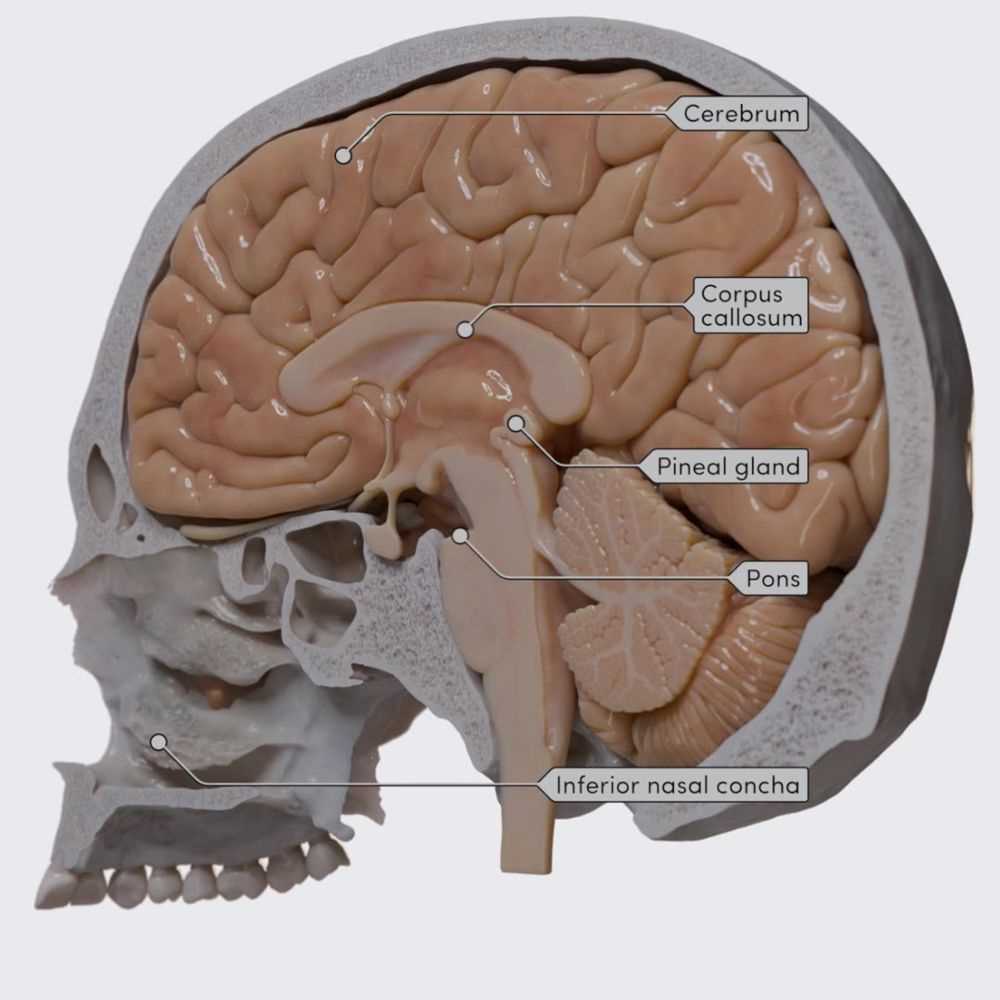 parts of skull diagram