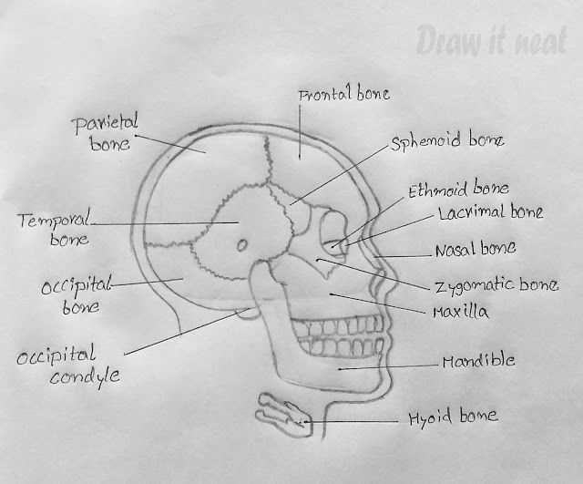 parts of skull diagram