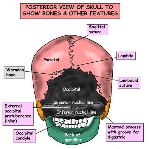 parts of skull diagram