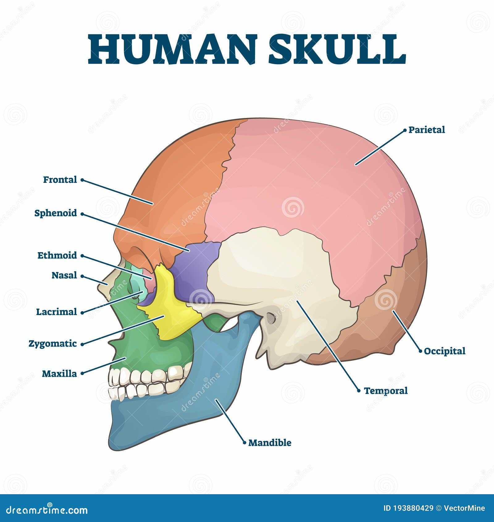 parts of skull diagram