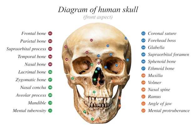 parts of skull diagram