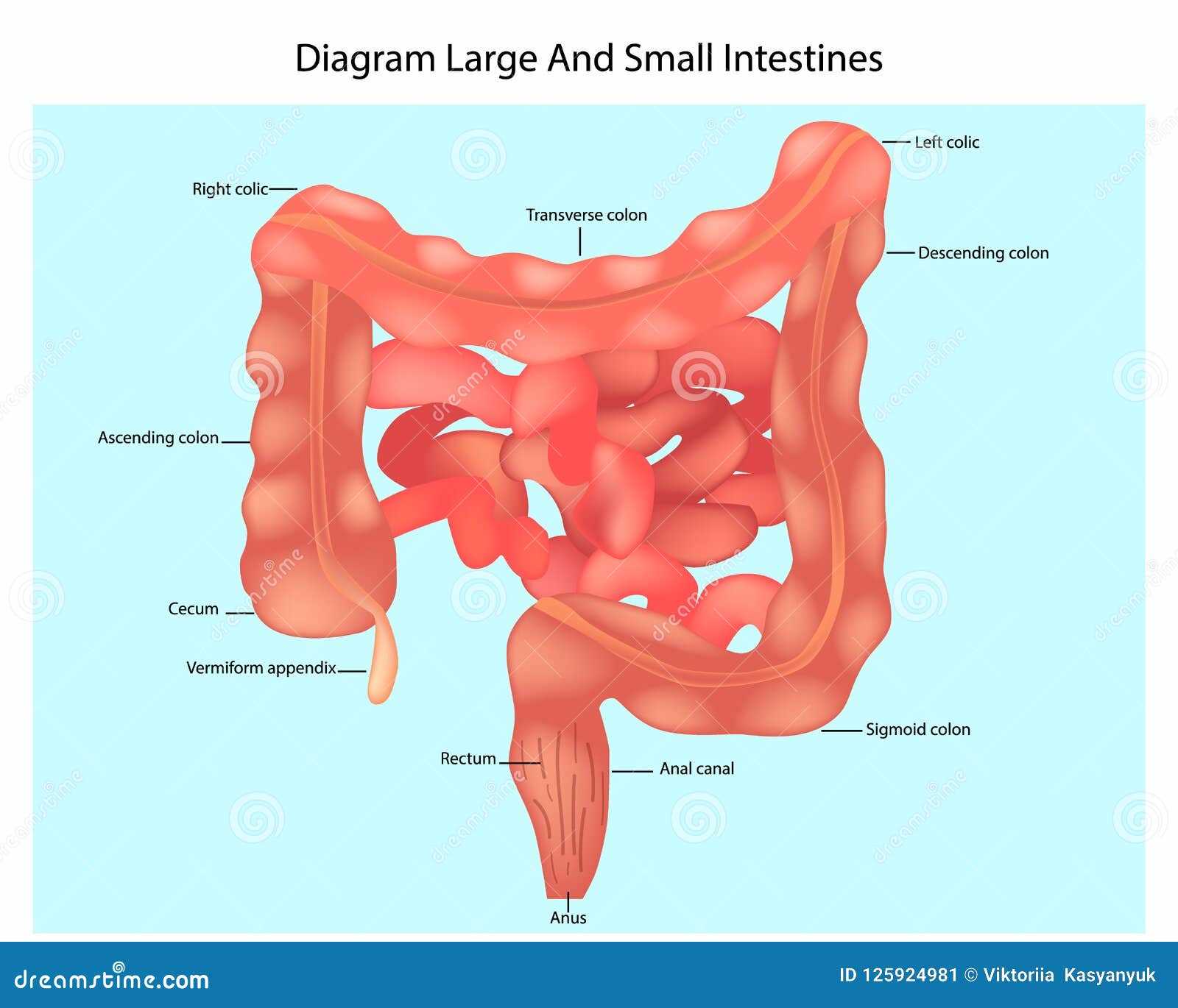 parts of small intestine diagram