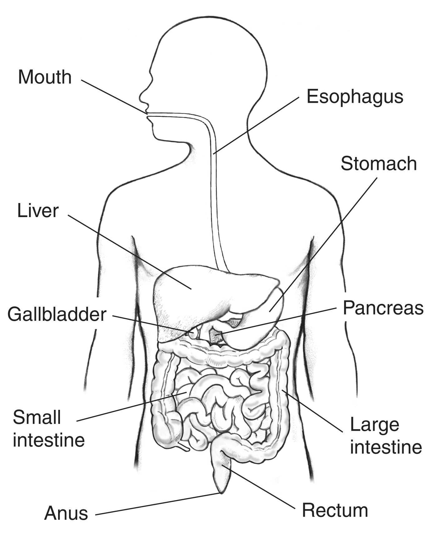 parts of small intestine diagram