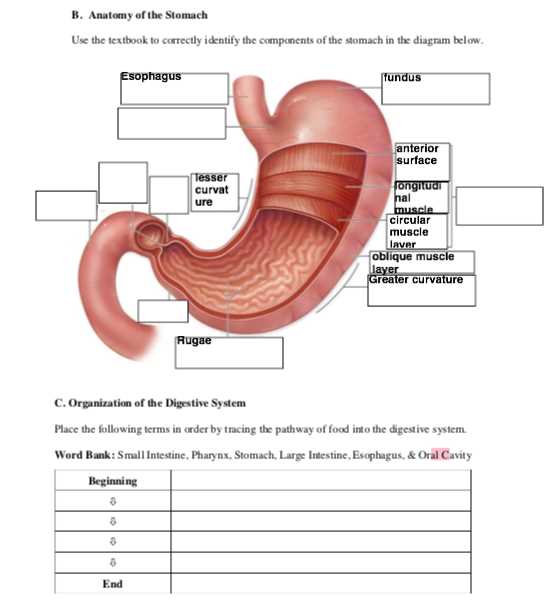 parts of stomach diagram