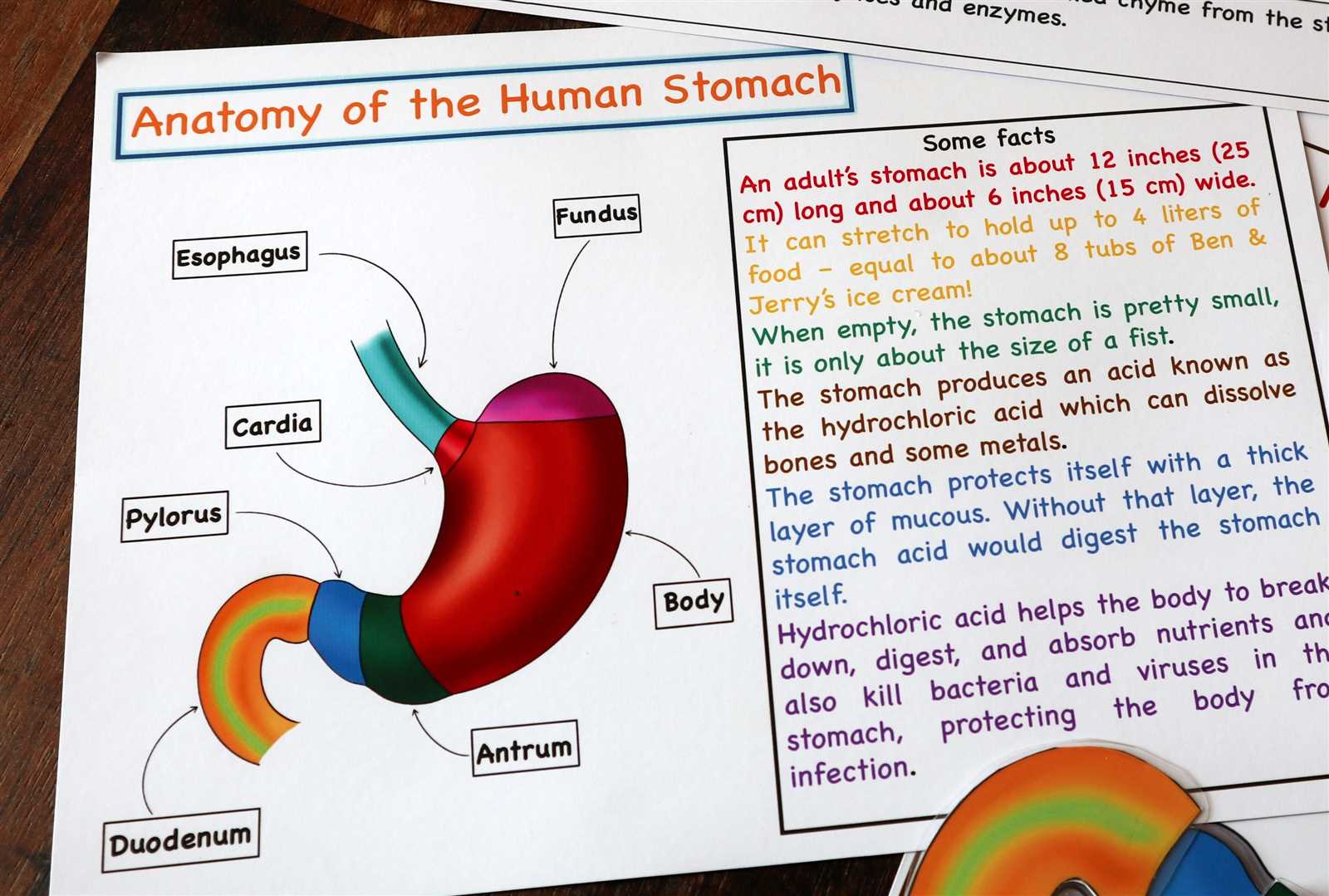 parts of stomach diagram