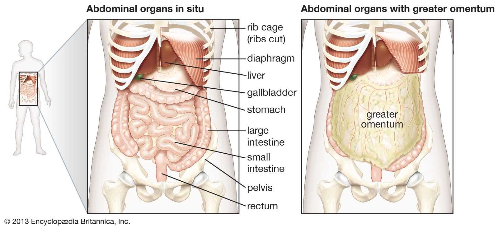 parts of stomach diagram