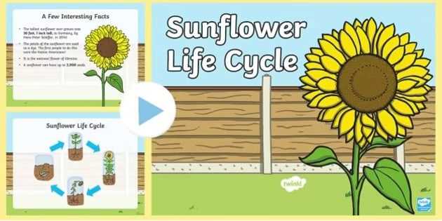 parts of sunflower diagram
