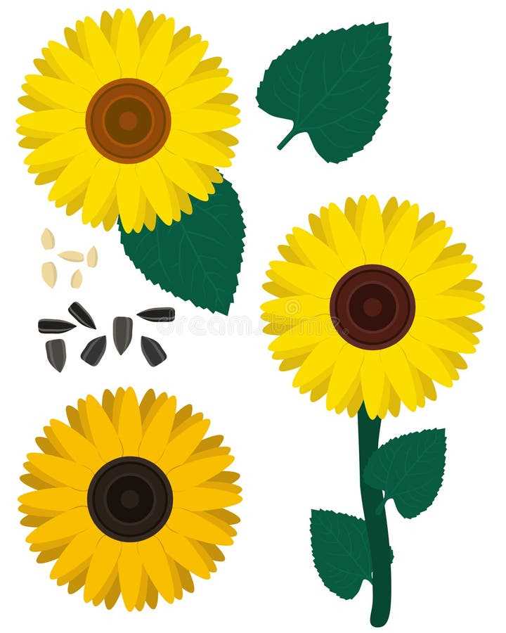 parts of sunflower diagram