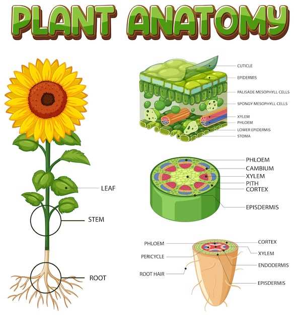 parts of sunflower diagram
