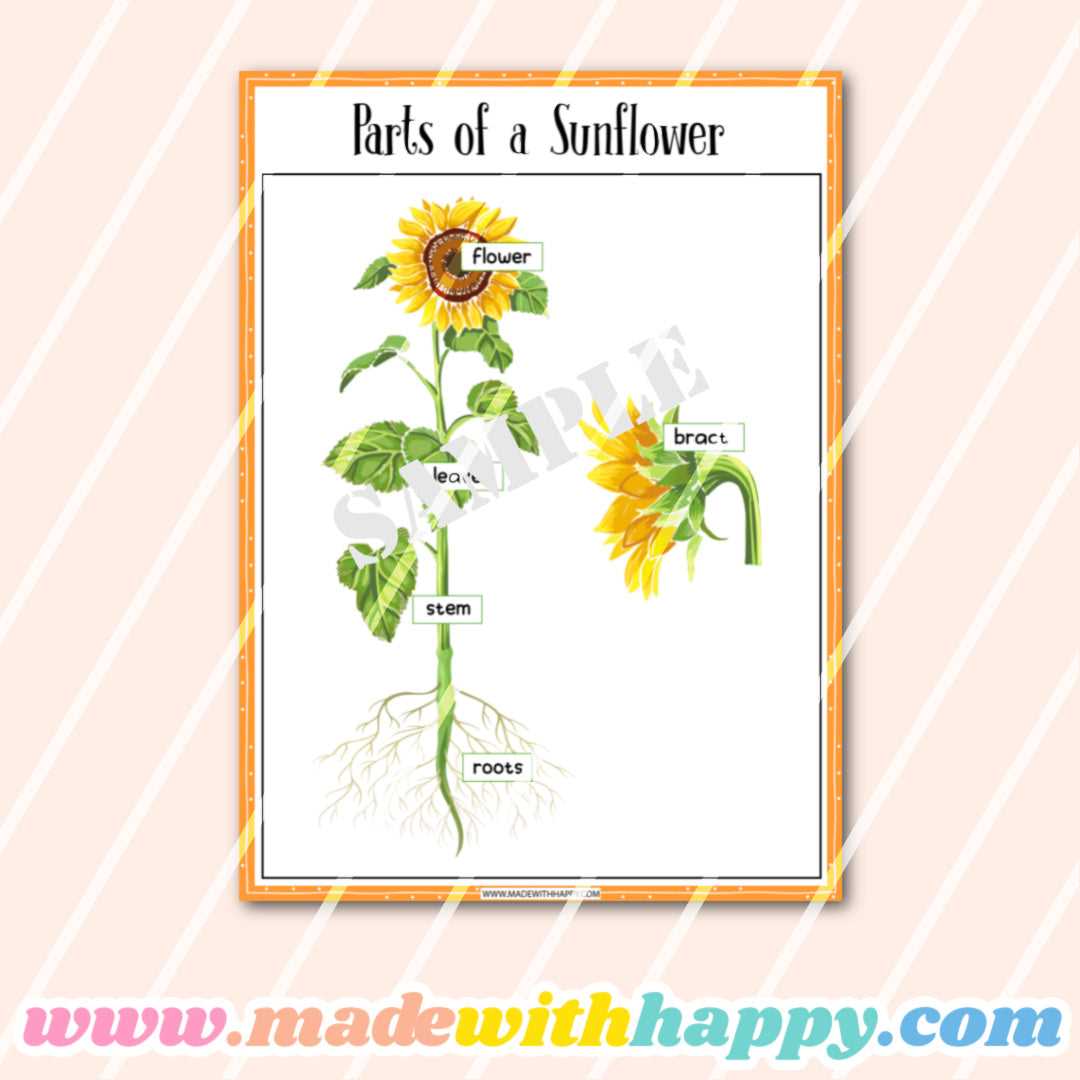 parts of sunflower diagram