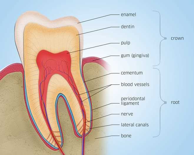 parts of teeth diagram