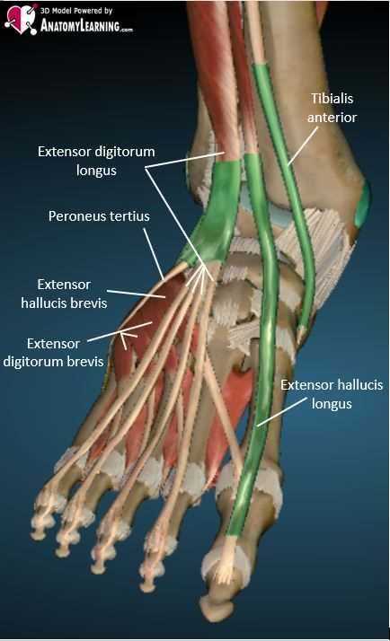 parts of the ankle diagram