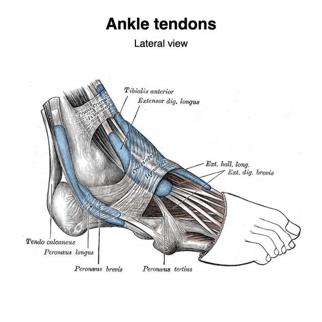 parts of the ankle diagram