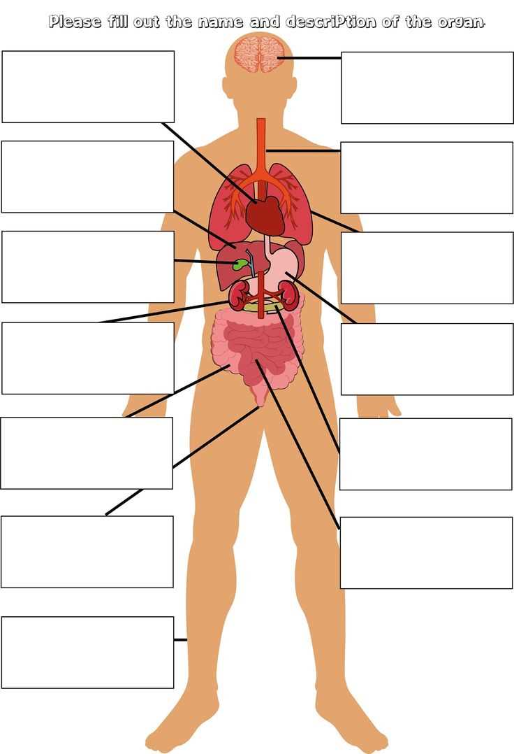 parts of the body diagram