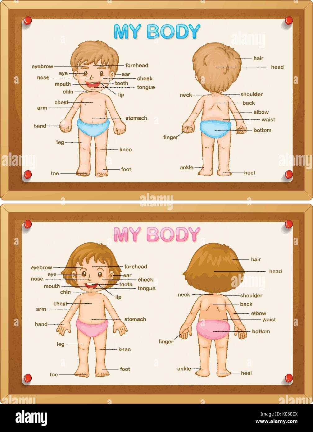 parts of the body diagram