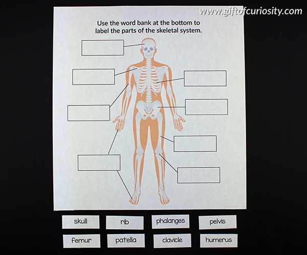 parts of the body diagram to label