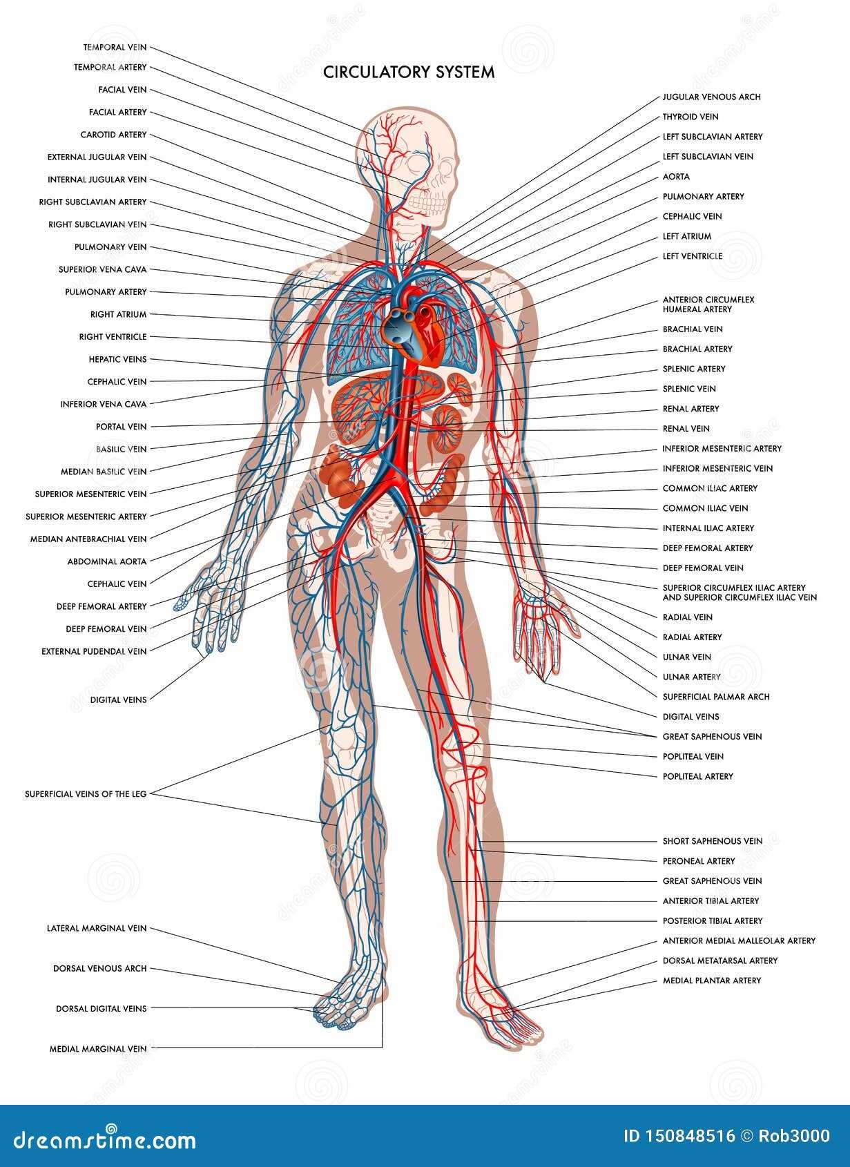 parts of the body diagram