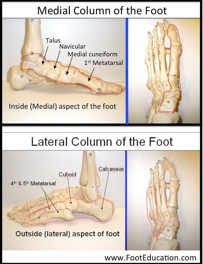 parts of the bottom of the foot diagram