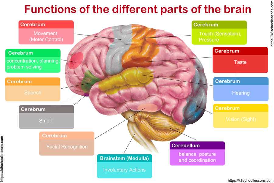 parts of the brain and functions diagram