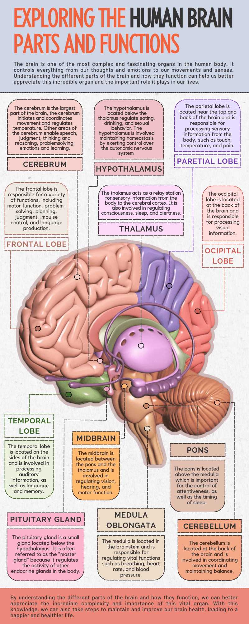 parts of the brain and their functions diagram