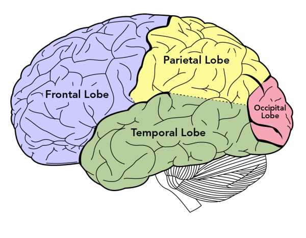 parts of the brain and what they do diagram