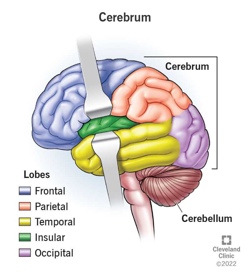 parts of the brain and what they do diagram