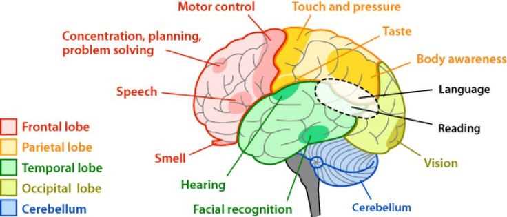 parts of the brain diagram labeled