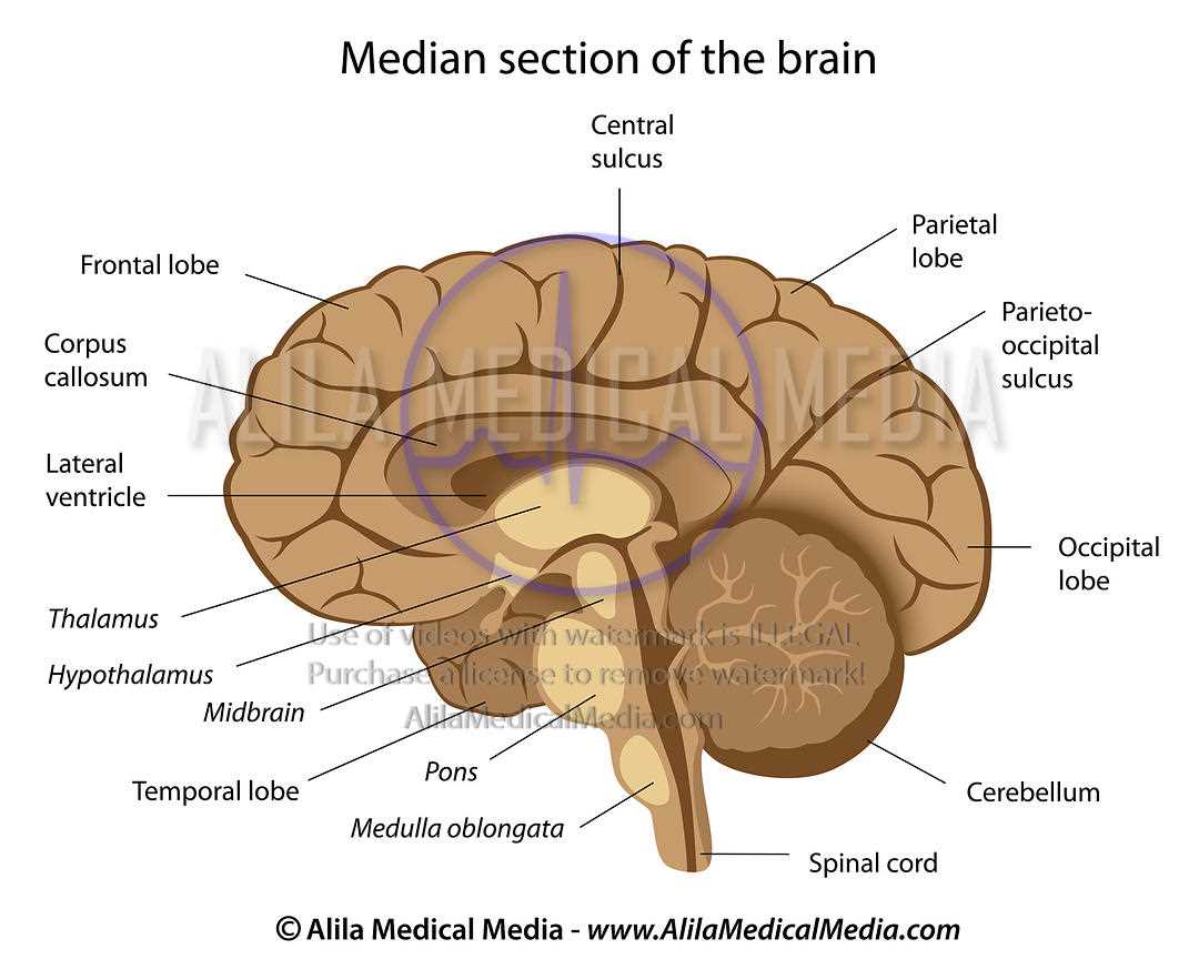 parts of the brain diagram labeled