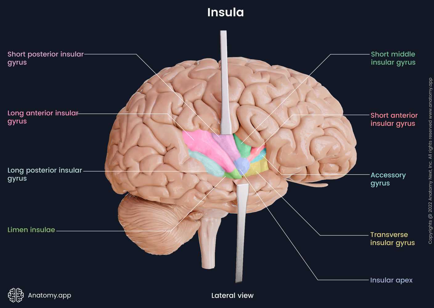 parts of the brain diagram labeled