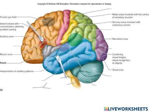 parts of the brain diagram quiz