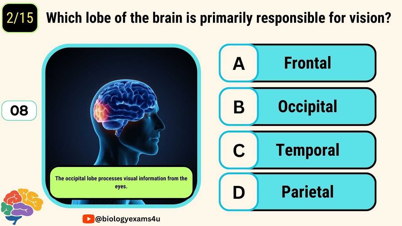 parts of the brain diagram quiz