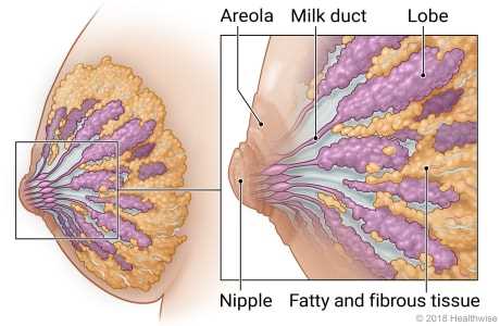 parts of the breast diagram