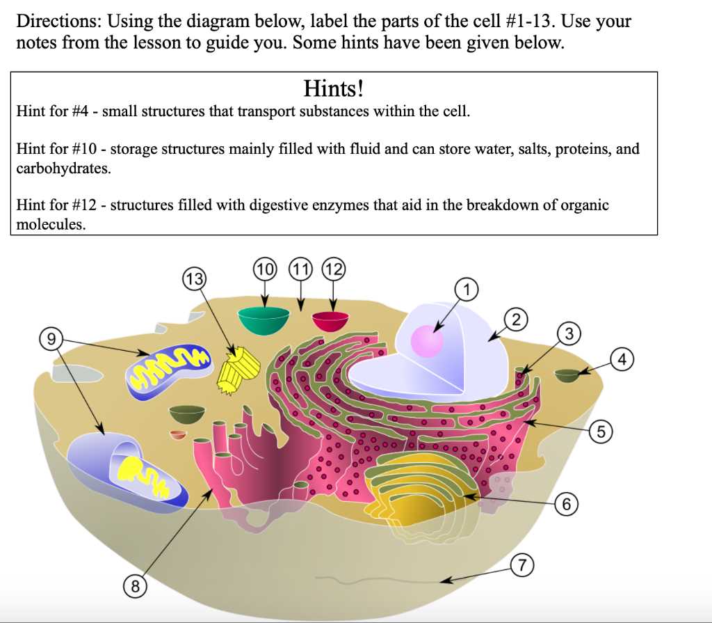parts of the cell diagram
