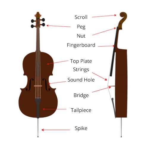 parts of the cello diagram