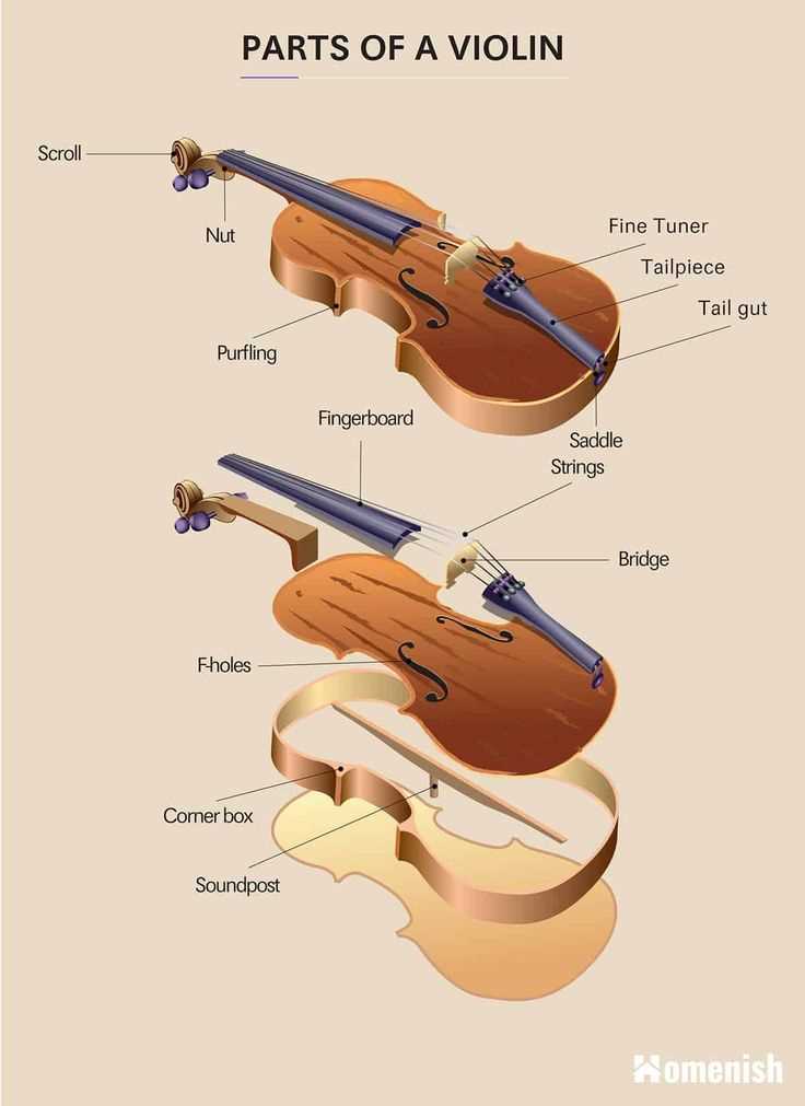 parts of the cello diagram