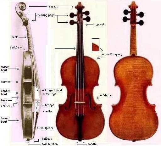 parts of the cello diagram