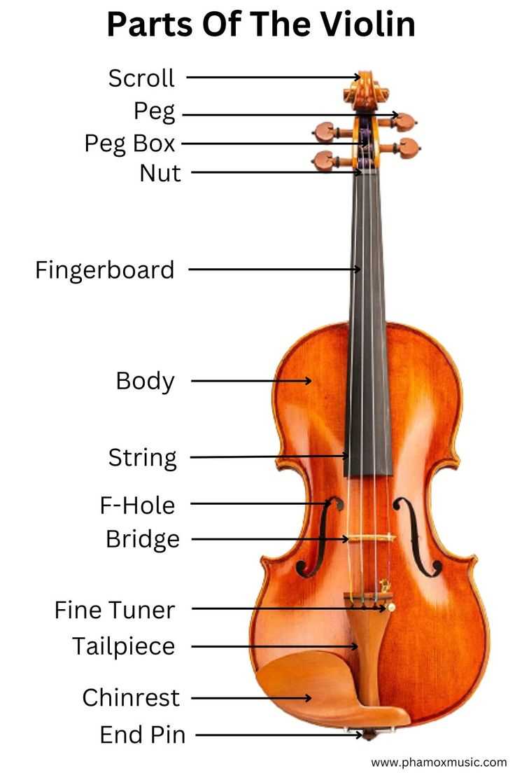 parts of the cello diagram