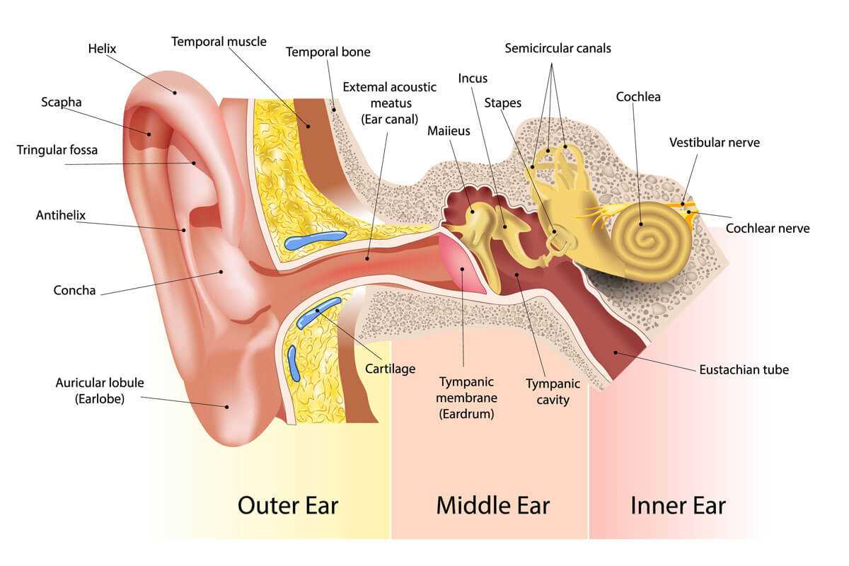 parts of the ear diagram