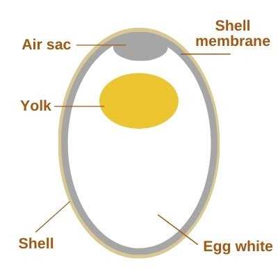 parts of the egg diagram