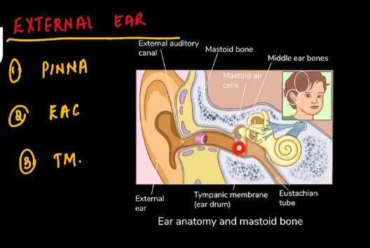 parts of the external ear diagram