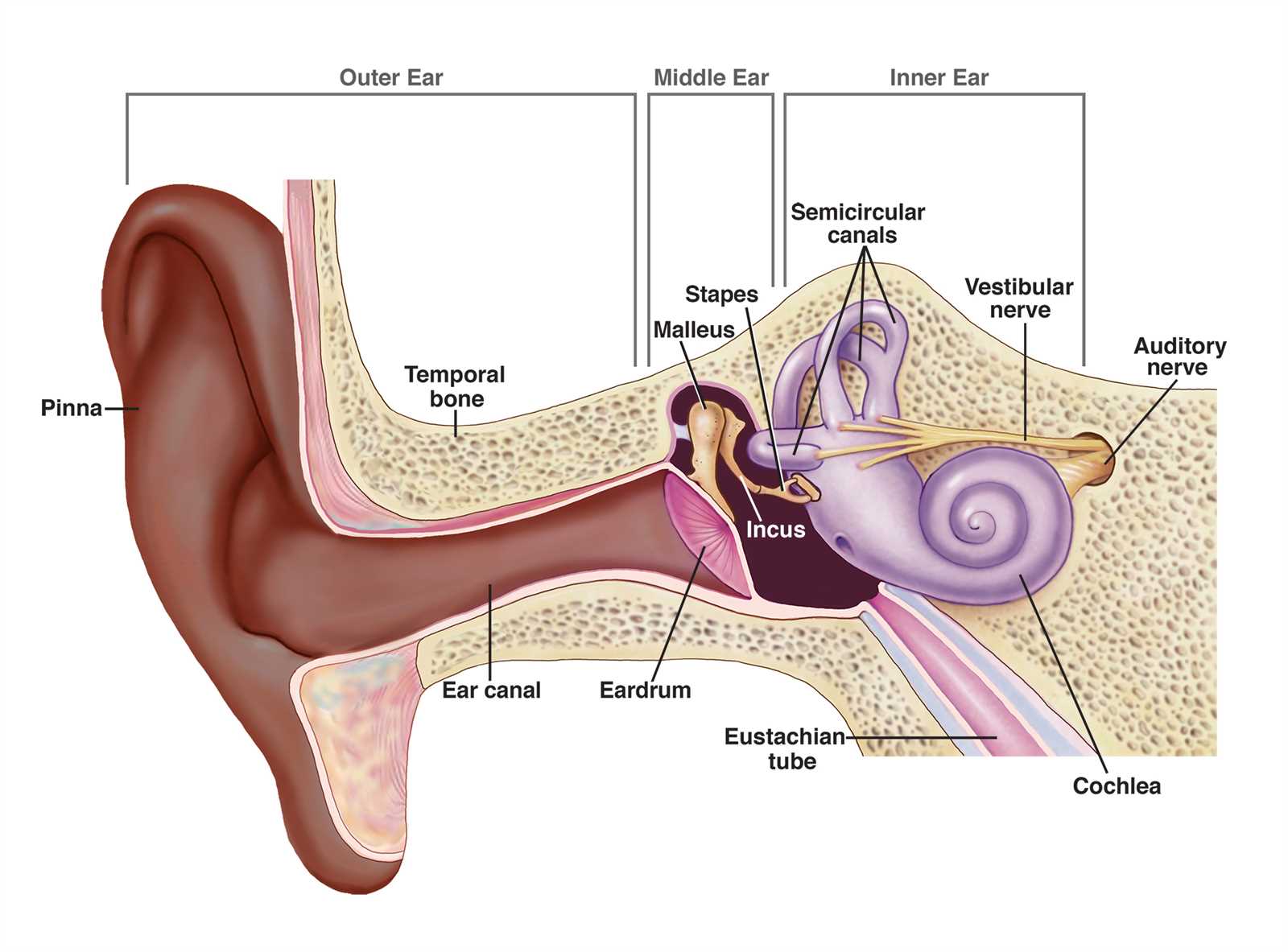 parts of the external ear diagram