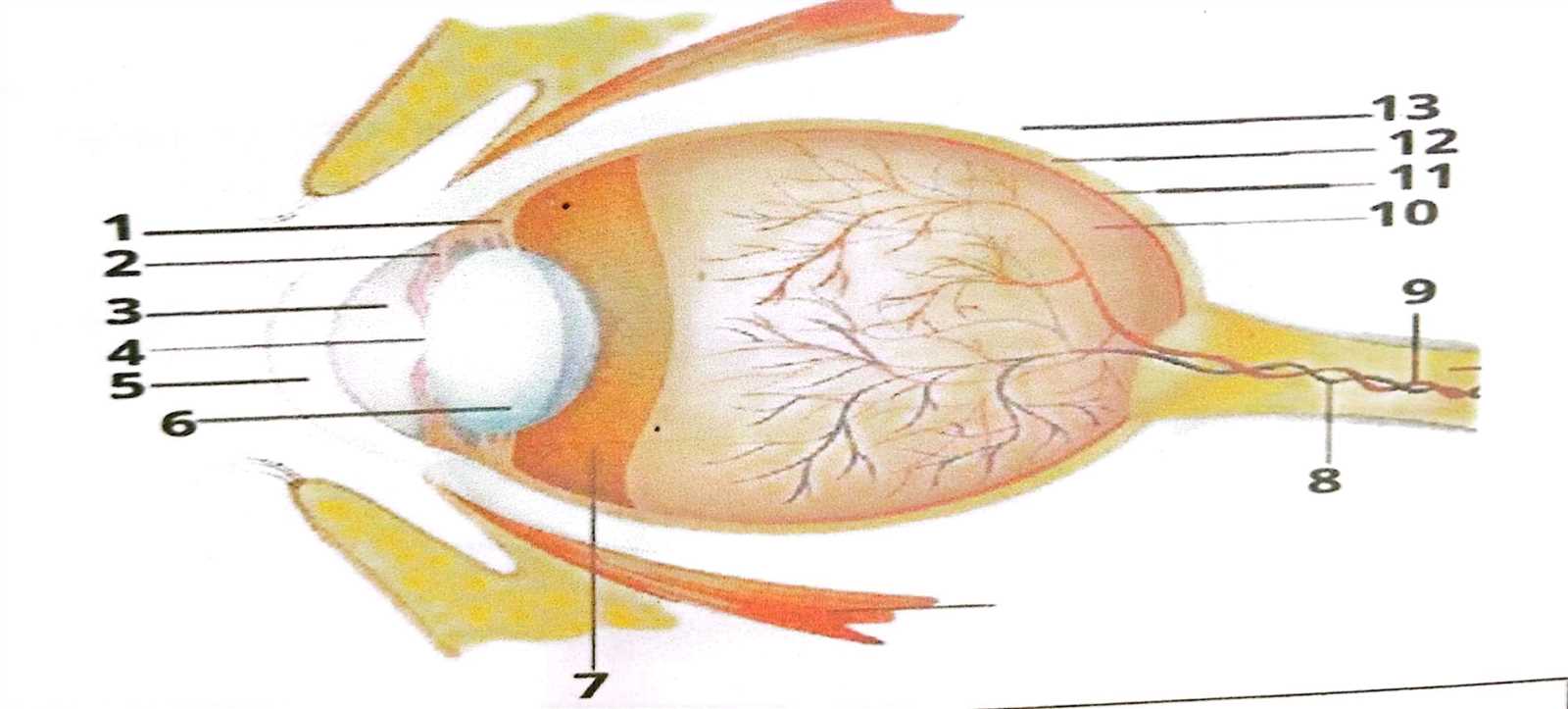 parts of the eye blank diagram