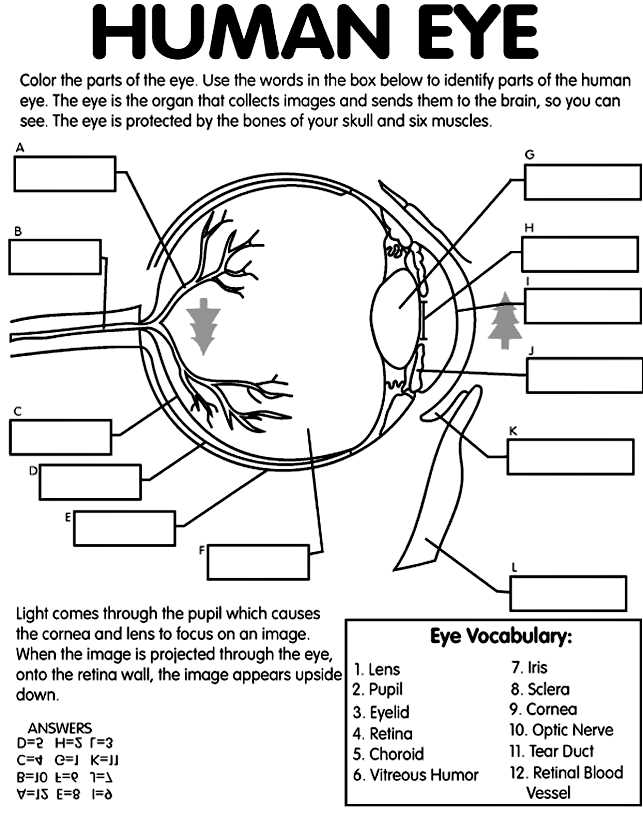 parts of the eye blank diagram