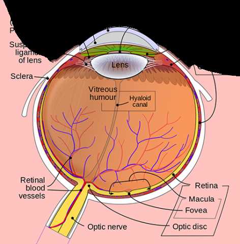 parts of the eye blank diagram