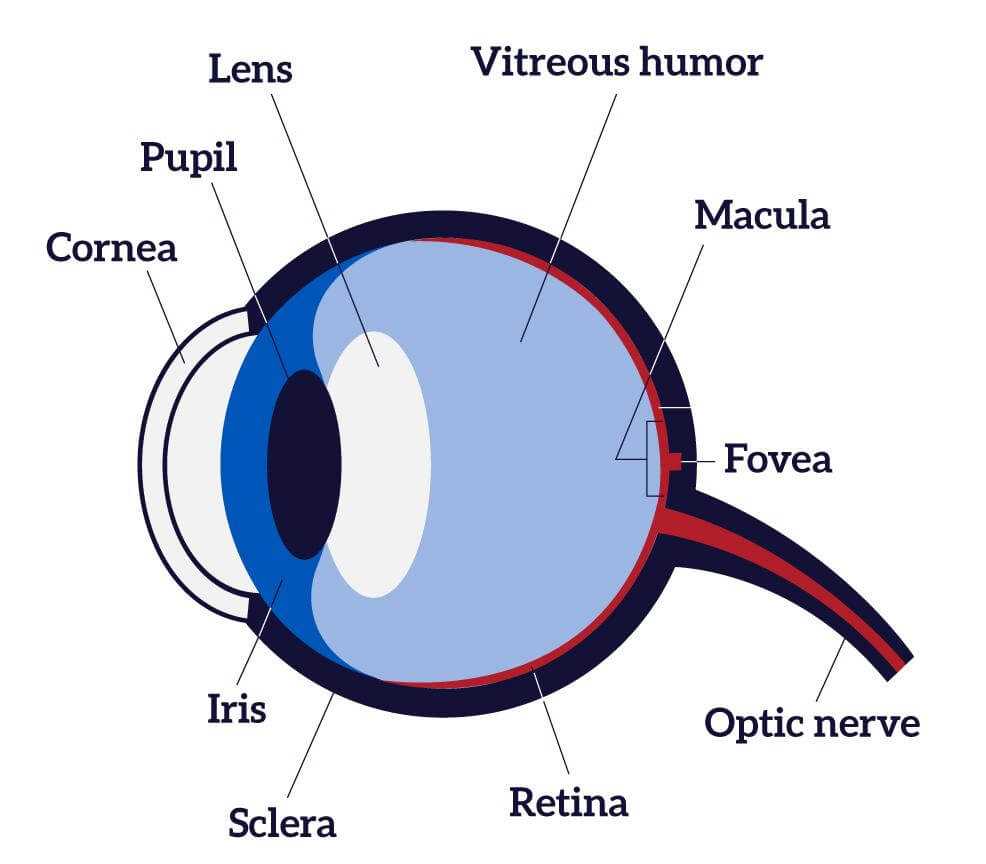 parts of the eye diagram and functions