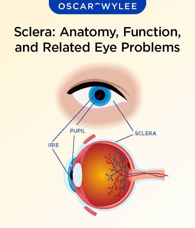 parts of the eye diagram and functions